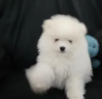 Snowbear, a male Pomeranian for sale in Big Island, VA – 3 of 8