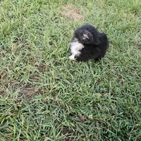 Teddy, a male Pomeranian for sale in Big Island, VA – 2 of 8