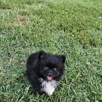 Teddy, a male Pomeranian for sale in Big Island, VA – 5 of 8