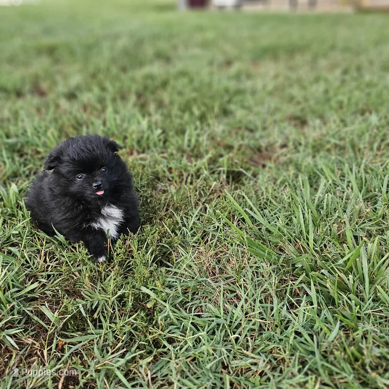 Toby – Pomeranian puppy for sale in Big Island, VA