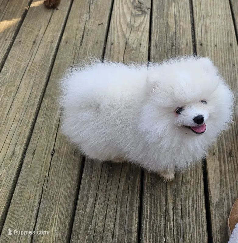 Snowbear – Pomeranian puppy for sale in Big Island, VA