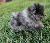 Timber, a male Pomeranian for sale in Big Island, VA – 2 of 10