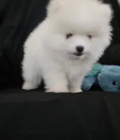 Snowbear, a male Pomeranian for sale in Big Island, VA – 6 of 8