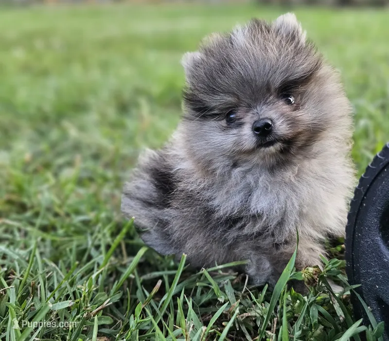 Timber – Pomeranian puppy for sale in Big Island, VA