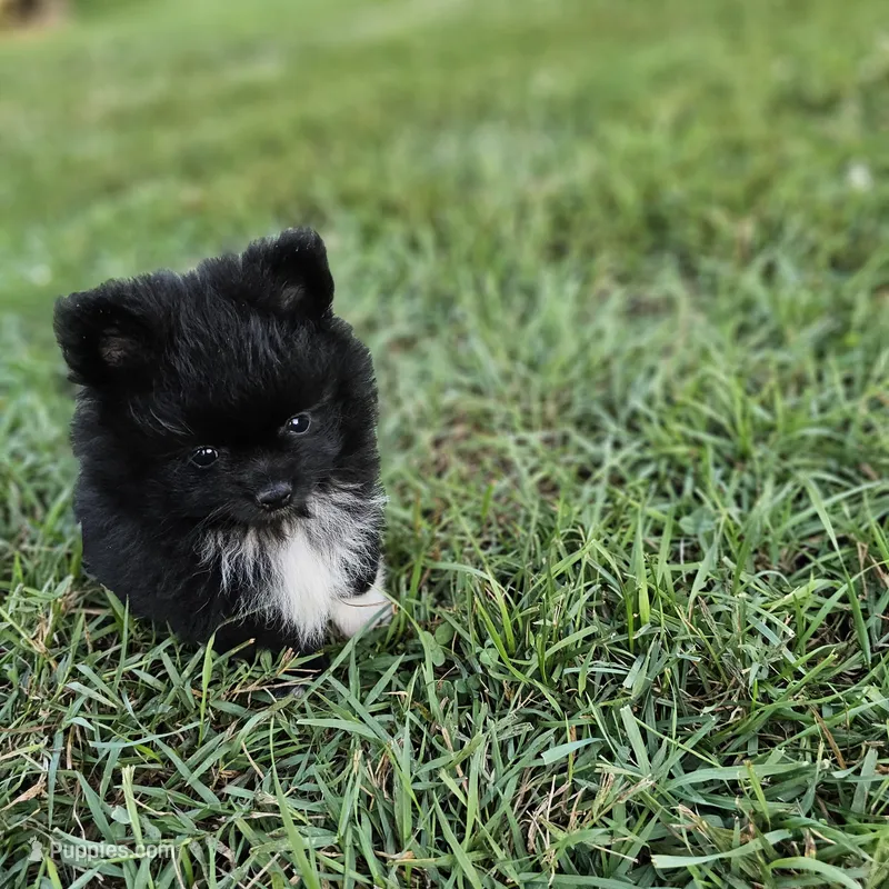 Teddy – Pomeranian puppy for sale in Big Island, VA