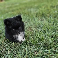 Teddy, a male Pomeranian for sale in Big Island, VA – 3 of 8