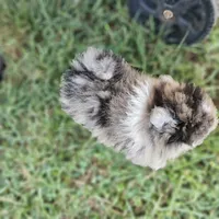 Timber, a male Pomeranian for sale in Big Island, VA – 5 of 10