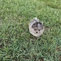 Timber, a male Pomeranian for sale in Big Island, VA – 4 of 10