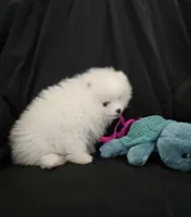 Snowbear, a male Pomeranian for sale in Big Island, VA – 2 of 8