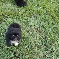 Teddy, a male Pomeranian for sale in Big Island, VA – 6 of 8