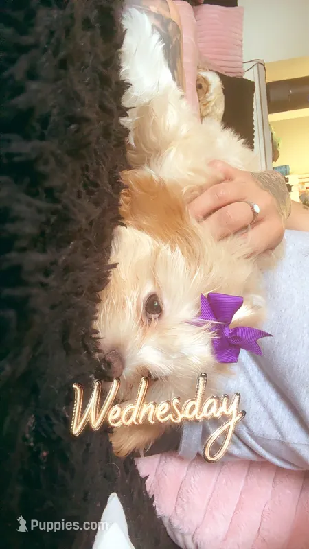 Nallah – Maltese, Shih Tzu puppy for sale in Denver, CO
