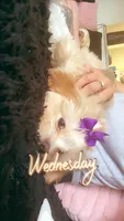 Nallah, a female Maltese and Shih Tzu for sale in Denver, CO – 1 of 8