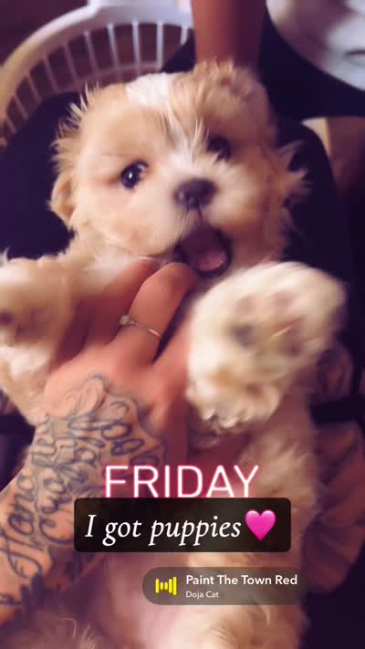 Nallow, a male Maltese and Shih Tzu for sale in Denver, CO – 4 of 4