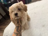 Nallah, a female Maltese and Shih Tzu for sale in Denver, CO – 4 of 8