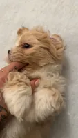 Nallah, a female Maltese and Shih Tzu for sale in Denver, CO – 7 of 8