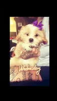 Nallah, a female Maltese and Shih Tzu for sale in Denver, CO – 2 of 8