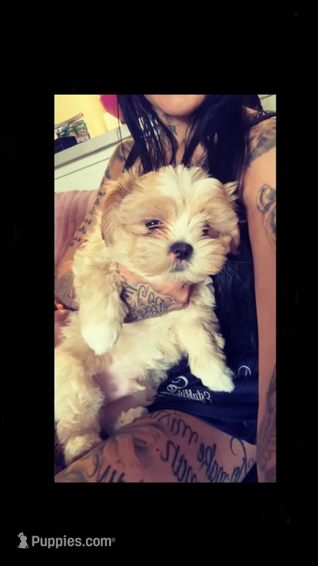 Nallow – Maltipom puppy for sale in Denver, CO