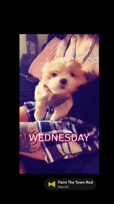 Nallow, a male Maltese and Shih Tzu for sale in Denver, CO – 2 of 4