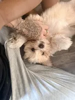 Nallah, a female Maltese and Shih Tzu for sale in Denver, CO – 5 of 8