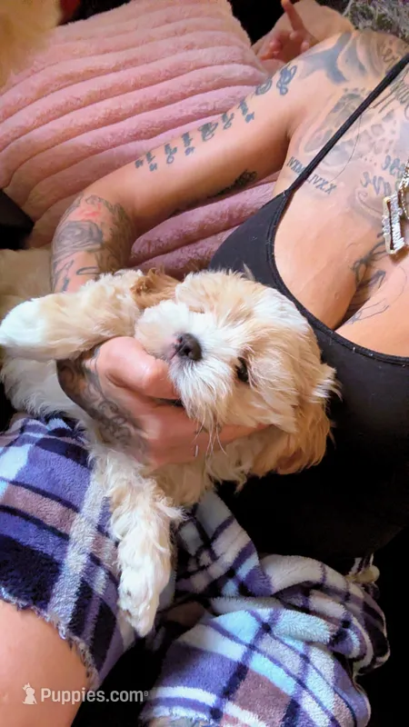 Nallow – Maltese, Shih Tzu puppy for sale in Denver, CO