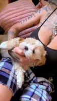 Nallow, a male Maltese and Shih Tzu for sale in Denver, CO – 1 of 4