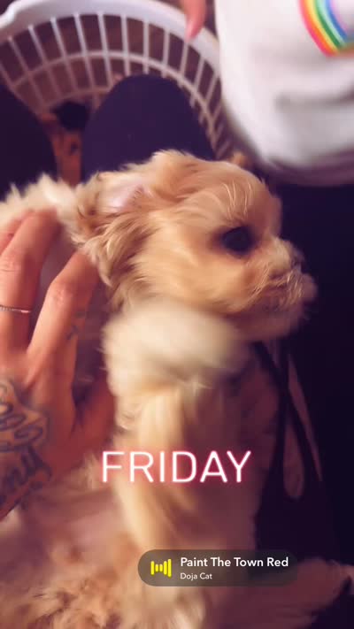 Nallow, a male Maltese and Shih Tzu for sale in Denver, CO – 3 of 4