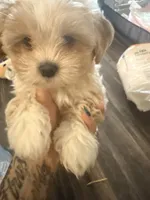 Nallah, a female Maltese and Shih Tzu for sale in Denver, CO – 8 of 8