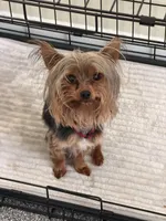 King, a male Yorkshire Terrier for sale in Columbus, MS – Photo 2 of 2