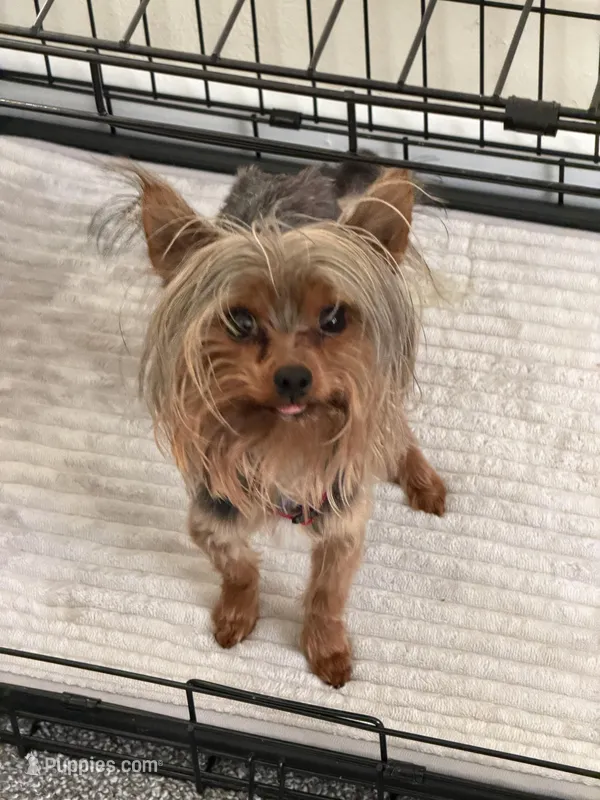 King – Yorkshire Terrier puppy for sale in Columbus, MS