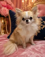 Honey 2 Pounds, a female Chihuahua for sale in Jacksonville, FL – 1 of 7