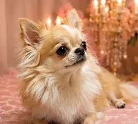Honey 2 Pounds, a female Chihuahua for sale in Jacksonville, FL – 6 of 7