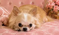 Honey 2 Pounds, a female Chihuahua for sale in Jacksonville, FL – 5 of 7