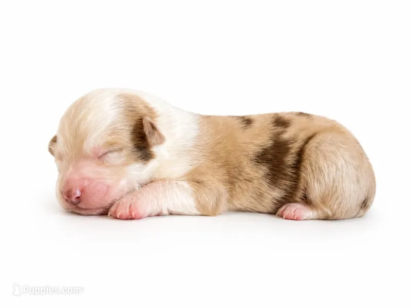 Karla – Australian Shepherd puppy for sale in Charlotte, NC