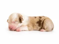 Karla, a female Australian Shepherd for sale in Charlotte, NC – 1 of 1