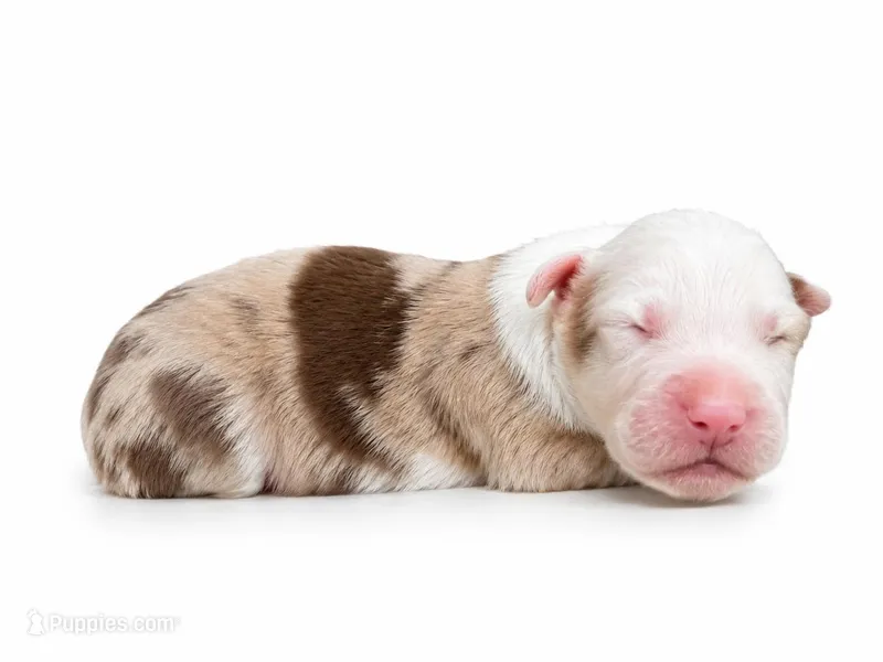 Milo – Australian Shepherd puppy for sale in Charlotte, NC