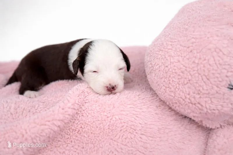 Canela , a female Australian Shepherd for sale in Charlotte, NC – Photo 1 of 1