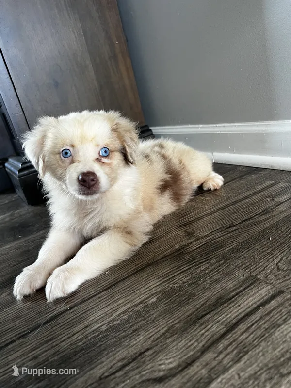 Kiara – Australian Shepherd puppy for sale in Charlotte, NC