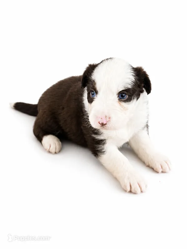 Luna – Australian Shepherd puppy for sale in Charlotte, NC