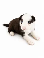 Luna, a female Australian Shepherd for sale in Charlotte, NC – 2 of 3