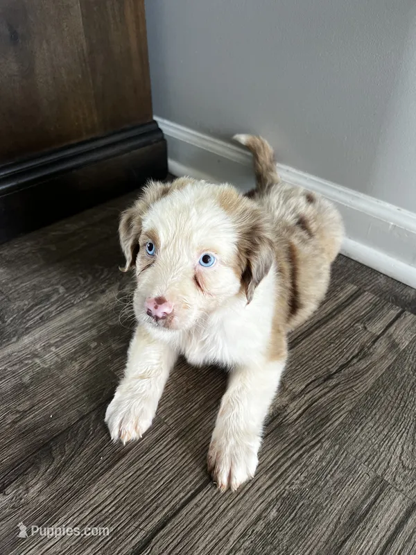 Bella – Australian Shepherd puppy for sale in Charlotte, NC