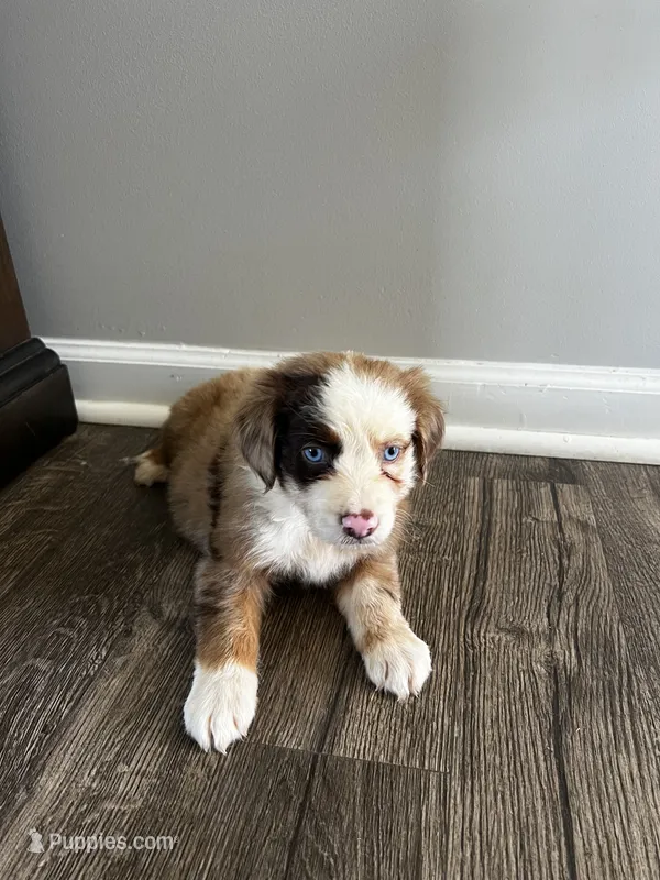 Nala – Australian Shepherd puppy for sale in Charlotte, NC