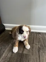 Nala, a female Australian Shepherd for sale in Charlotte, NC – 1 of 3