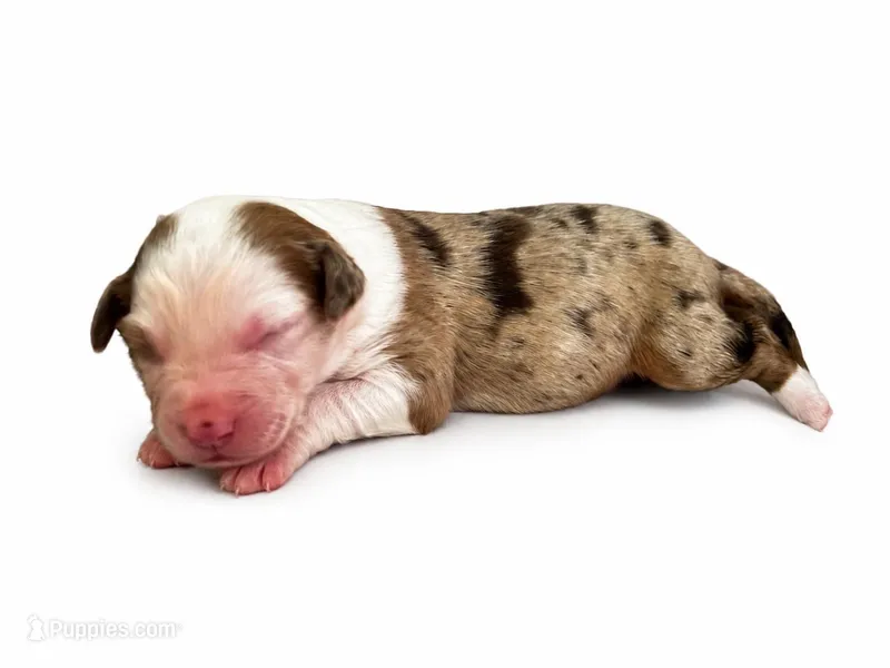 Bella – Australian Shepherd puppy for sale in Charlotte, NC
