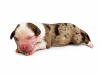 Bella, a female Australian Shepherd for sale in Charlotte, NC – 1 of 1