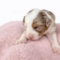 Bella, a female Australian Shepherd for sale in Charlotte, NC – Photo 3 of 3
