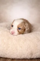 Bella, a female Australian Shepherd for sale in Charlotte, NC – Photo 2 of 3