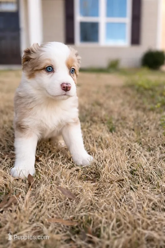 Bella – Australian Shepherd puppy on hold in Charlotte, NC
