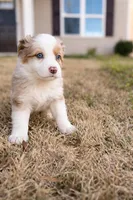 Bella, a female Australian Shepherd for sale in Charlotte, NC – Photo 1 of 3