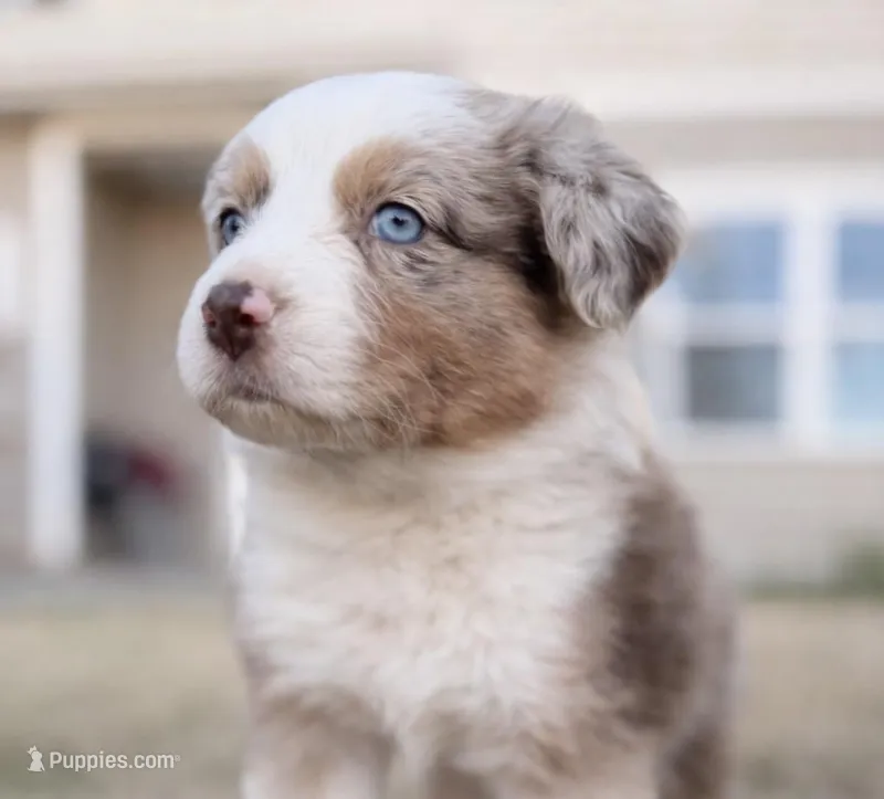 Bonny – Australian Shepherd puppy for sale in Charlotte, NC