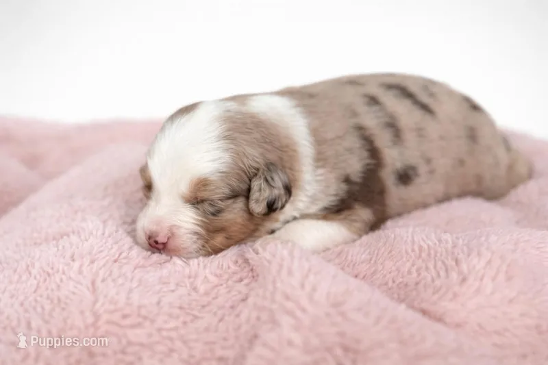 Bonny, a female Australian Shepherd for sale in Charlotte, NC – Photo 1 of 1
